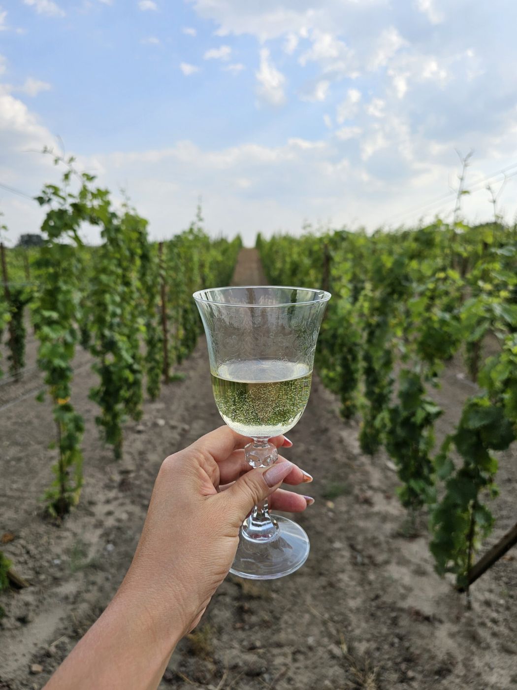 Kieliszek wina wśród rzędów winorośli w Winnicy Janoli